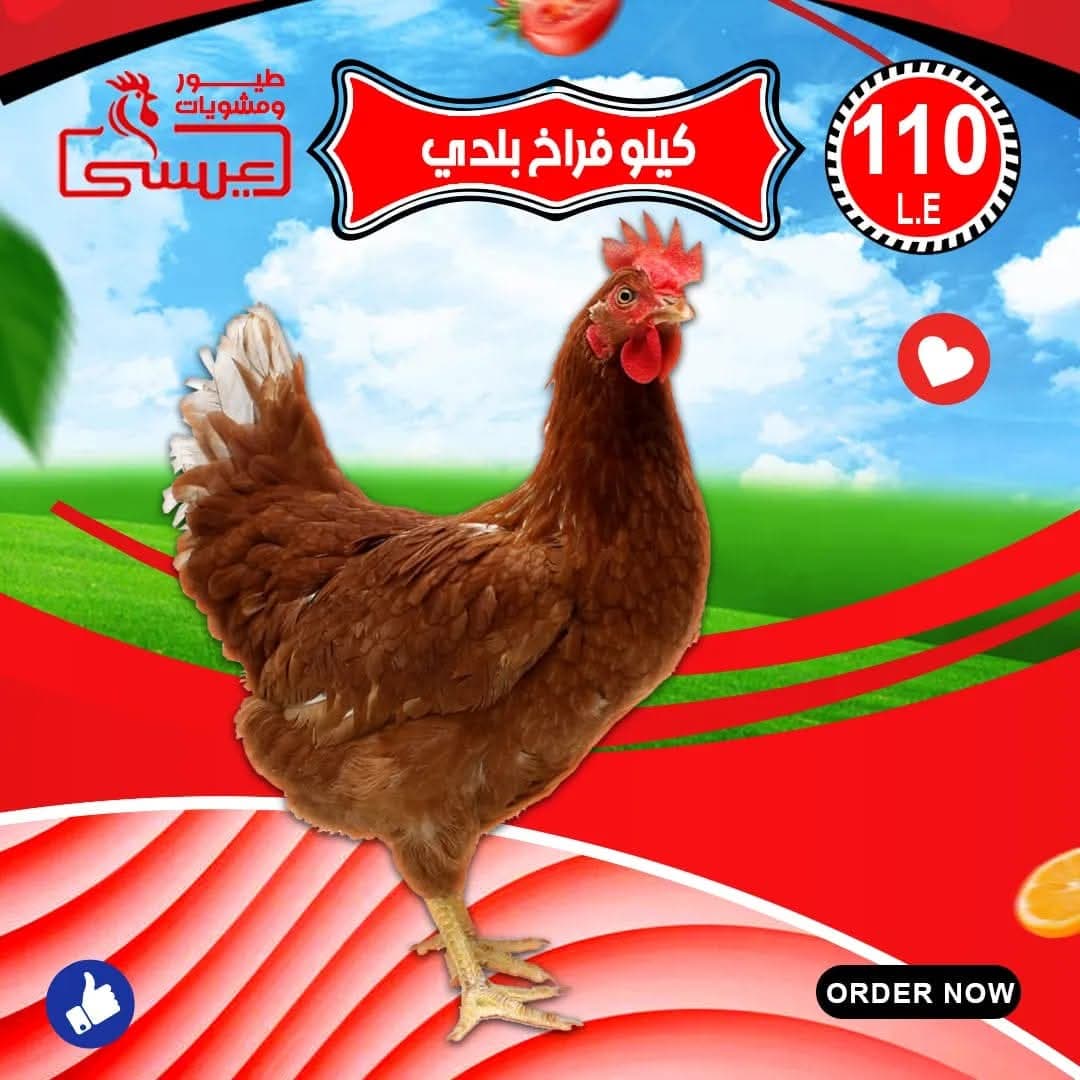 فراخ بلدي حمرا