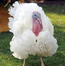 رومي ابيض مزارع